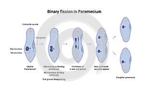 Vector illustration of binary fission of Paramecium. Educational illustration photo